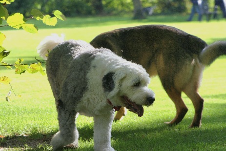 Hundewiese Eickhorst